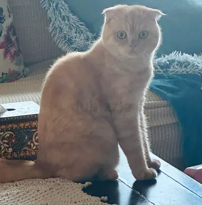 Young Scottish Fold cat, cream colour, friendly and playful