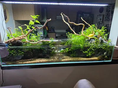 Big Shallow Planted Aquarium Package with CO2 and Quarantine Tank