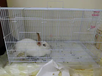White rabbit with cage - friendly indoor rabbit free for adoption