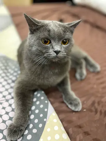 Cats