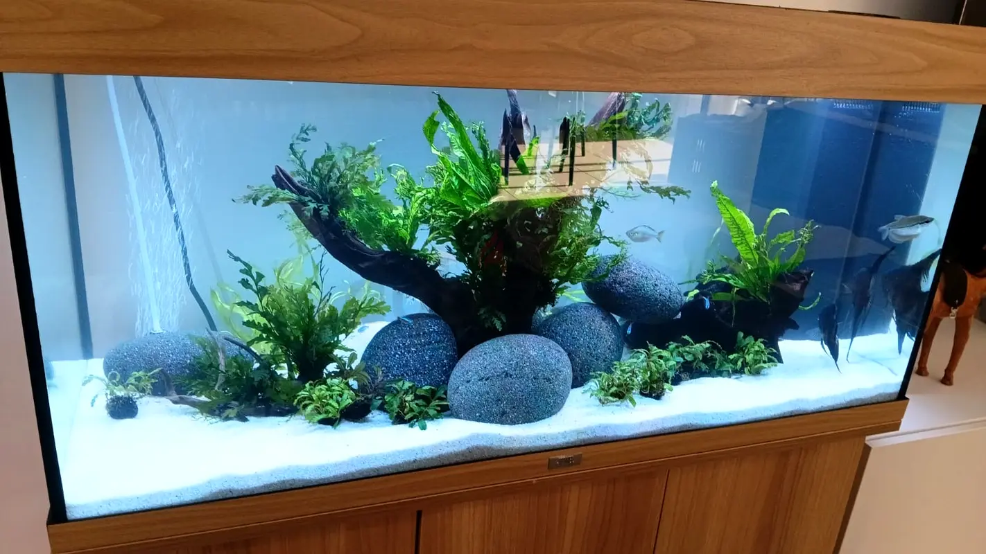 DPV_View_Image_1