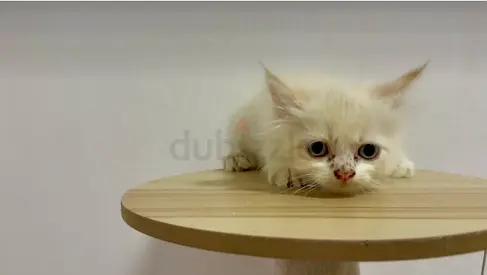 Adoption Free persian kitten, around 2 months old — friendly and playful