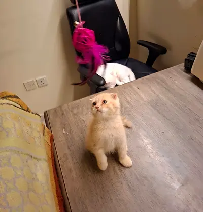 Beautiful Scottish fold female and male kittens