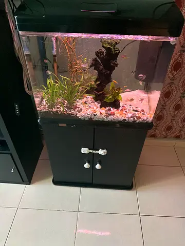 62cm Aquarium with Stand and Fish - Ready Setup