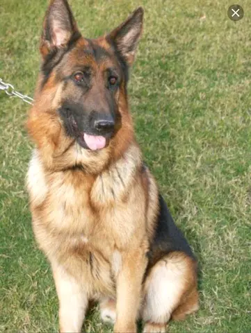 German Shepherd dog for adoption