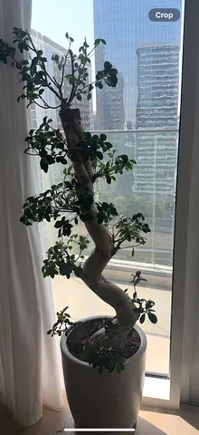 bonsai tree