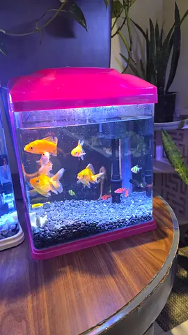 Small desktop aquarium with goldfish and LED lid - ready to move