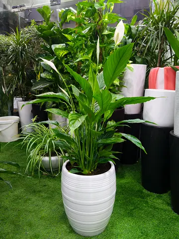 Large Peace Lily Air-Purifying Indoor Plant with Premium Decorative Pot