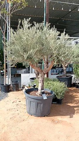 Mature Olive Tree in Large Pot - Perfect for Garden or Patio