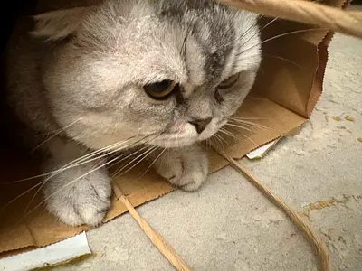 Male Scottish Fold Available for Adoption