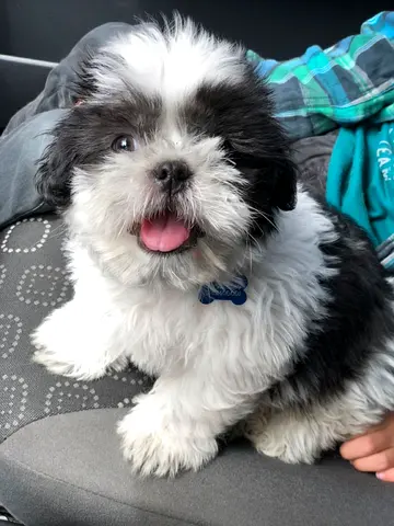 Free Adoption Shih Tzu Puppy