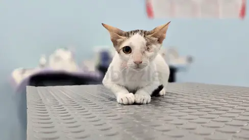 Kitten for Adoption | Looking for Her Forever Home