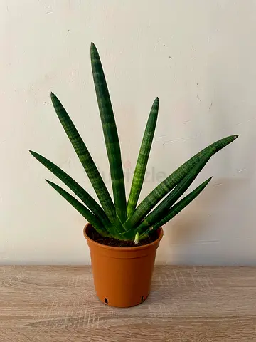 Sansevieria Starfish