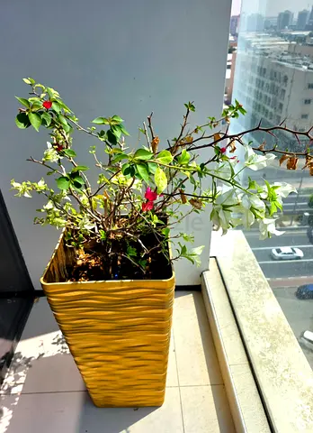 Flowering Bougainvillea Plants – 2 Pots, Mixed Colours