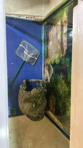 Immediate sale