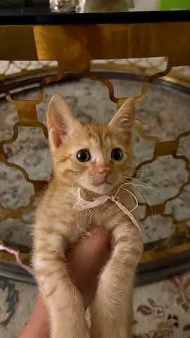 Kitten adoption