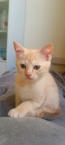Pet adoption for free