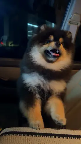 Adorable Black and Tan Pomeranian Dog