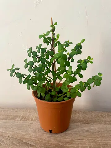 Jade
