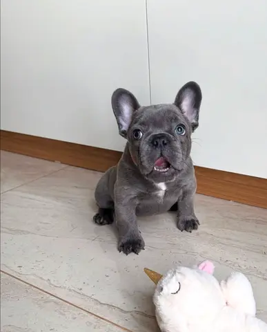 French Bulldogs Puppies For Adoption