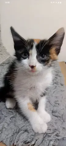 Pet adoption for free