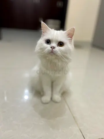 Cats free