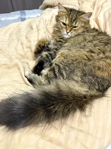 Pets