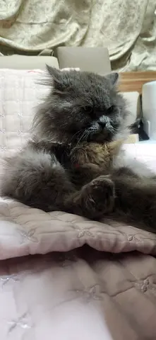 Adoption for cat