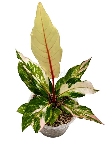 Anthurium Hookeri Variegated.  AED300/- Pickup in Sharjah. Delivery can be arranged.  #AnthuriumHook