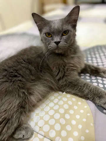 Cat free