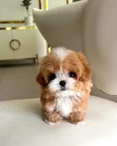 Cute tiny Maltipoo puppy — ready for a loving home