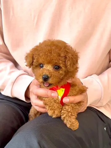 Mini Toy Poodle Puppy — Vaccinated & well trained and Ready for New Home