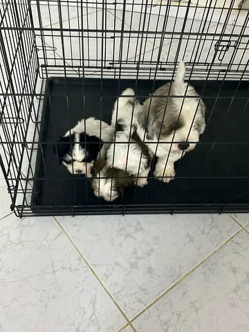 Shih tzu puppies 1.5 months