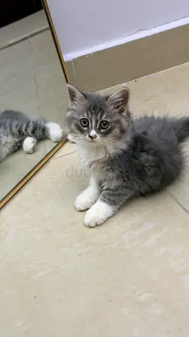 Friendly silver/grey/white female cats available for adoption in new Shahama.