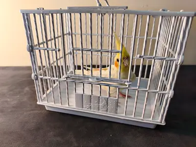 Bird cage mini ❤️