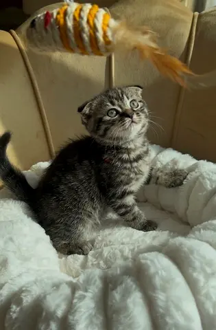 Scottish fold kitten