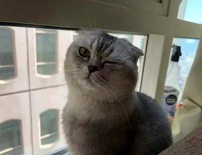 Male Scottish Fold Available for Adoption