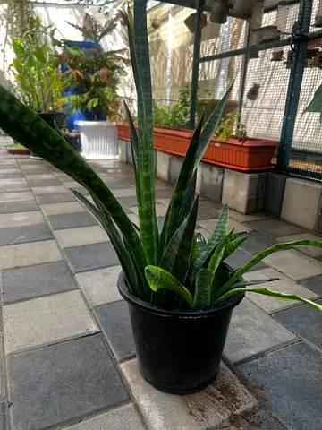 Snake plant