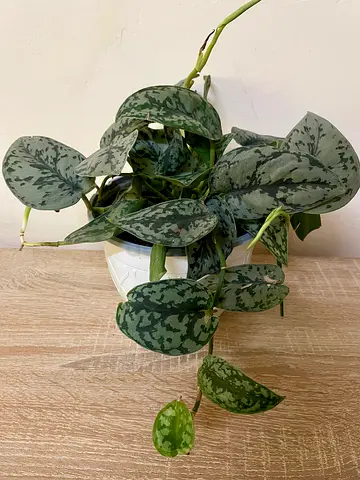 Satin Pothos