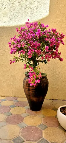 Bougainvillea with pot