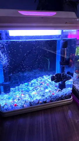 40cm LED Aquarium Tank with Filter and Gravel - Ready to Use with Oscar Fish medium