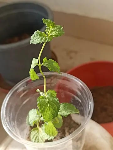 Organic Young mint plant, Home Made!