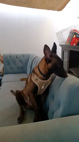 Large-sized dog available for adoption - friendly and playful