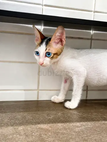 Beautiful Blue-Eyed Kitten Looking for a Loving Home in Dubai