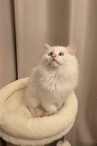 Ragdoll Flampoint Kitten