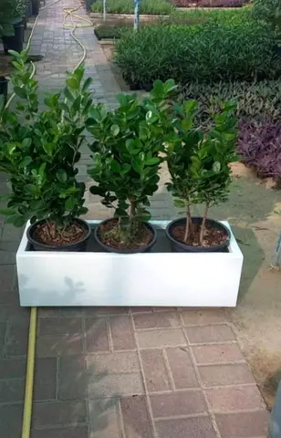 White rectangular outdoor planter box with three small ficus plants