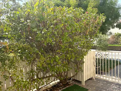 Plants for free