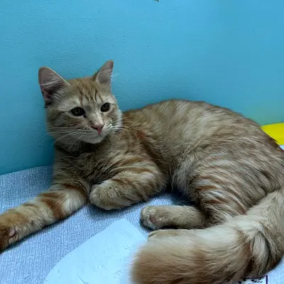 Cat For free Adoption