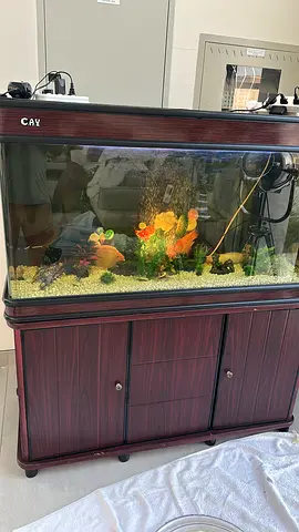 Aquarium Cleaning & Maintenance Dubai | From AED 200