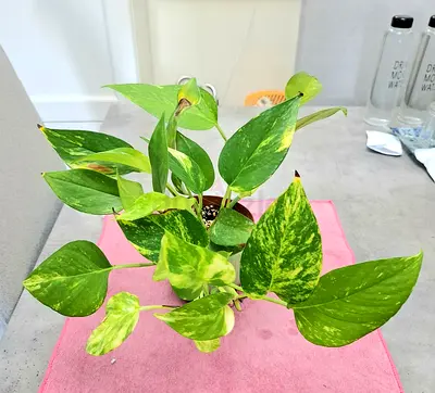 Golden Pothos (Epipremnum aureum) - Healthy Indoor Houseplant